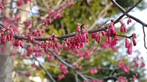 車折神社の自然