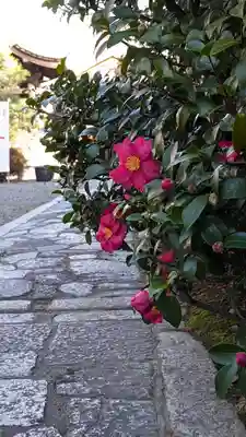 行願寺（革堂）(京都府)