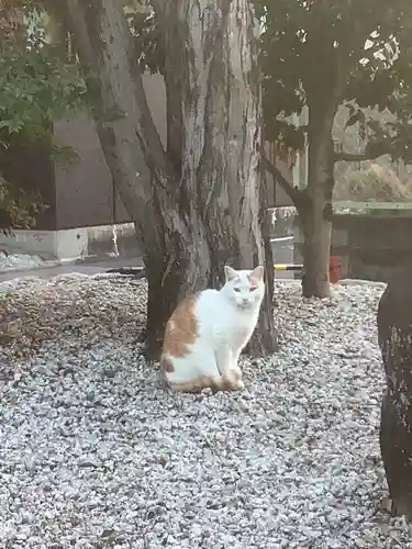 伊奴神社の動物