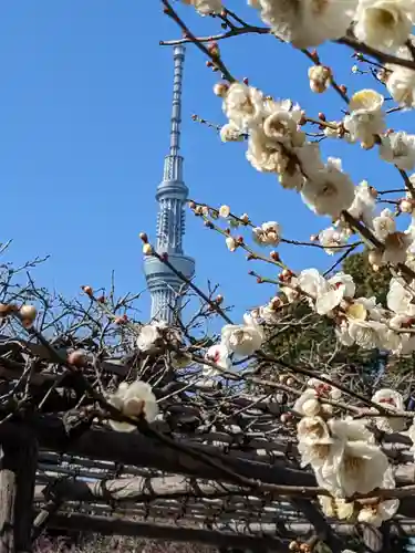 亀戸天神社(東京都)