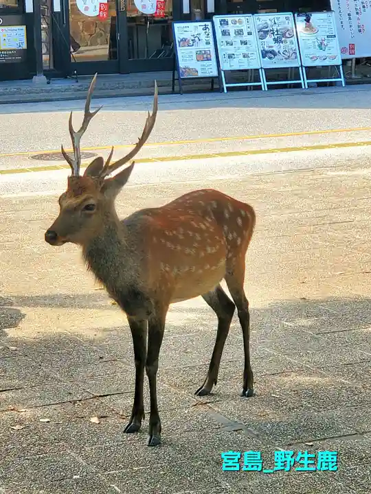 厳島神社(広島県)