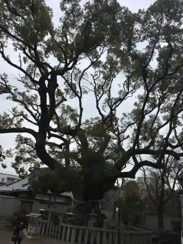 杭全神社の自然