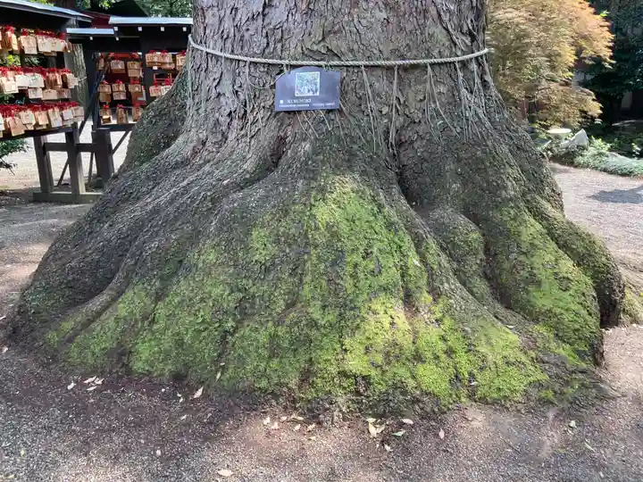 冠稲荷神社の自然
