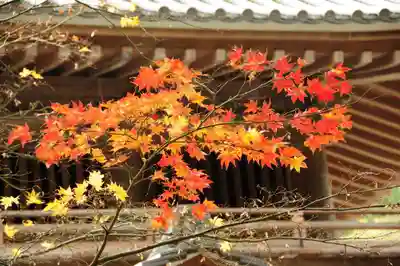 大照院(山口県)