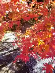 寛永寺(根本中堂)(東京都)