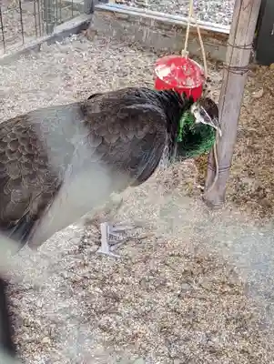 田中神社(京都府)