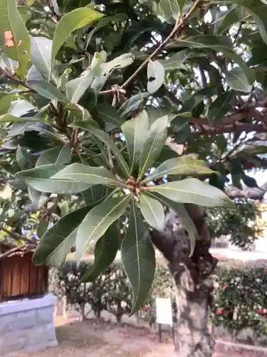 秋葉神社の自然