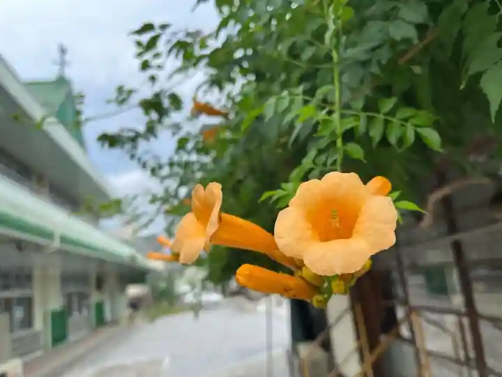 秩父札所十三番 慈眼寺の自然