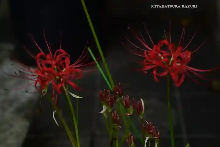 伊勢山皇大神宮(神奈川県)