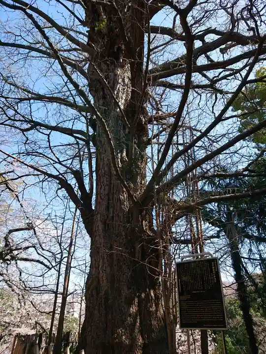 王子神社の自然