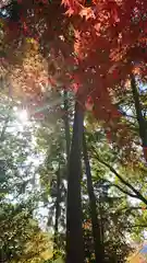 玉野御嶽神社の自然