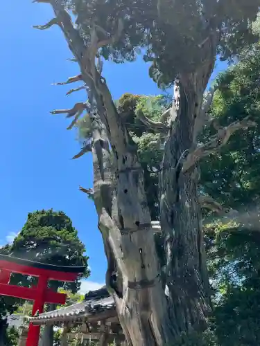 伊古奈比咩命神社(静岡県)