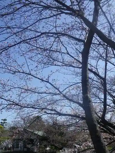 鶴岡八幡宮の自然