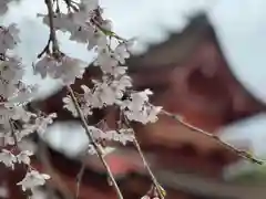 富士山本宮浅間大社の自然