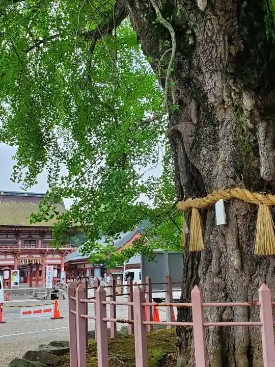 津島神社の自然
