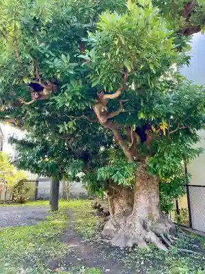 巽神社(神奈川県)