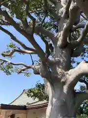 長田寺の自然