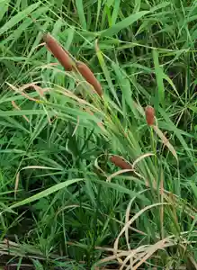 出雲大社倉敷教会(岡山県)(2025年09月11日(木) 10時12分21秒投稿)