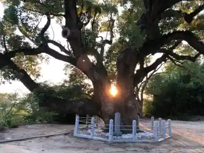 志筑神社の自然