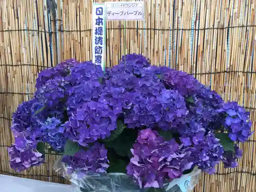 長國寺のお祭り