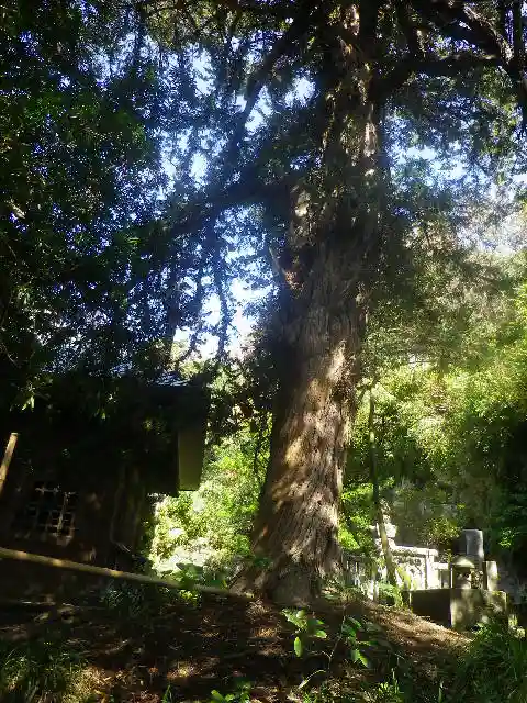 浄光明寺の自然