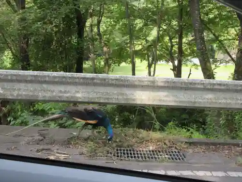楽法寺（雨引観音）の動物