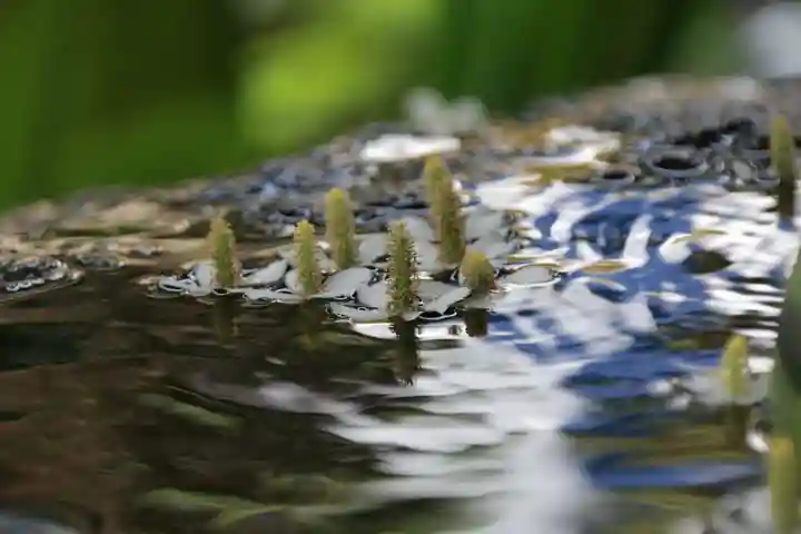 鹿島大神宮の手水舎