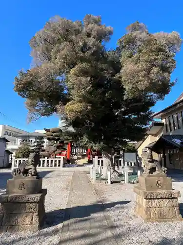 小村田氷川神社の狛犬