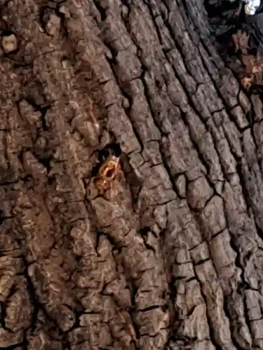 桑名宗社（春日神社）(三重県)