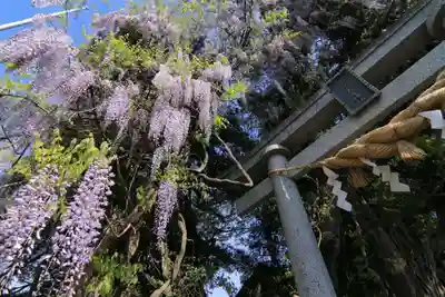 春日神社の鳥居