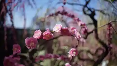 城南宮(京都府)