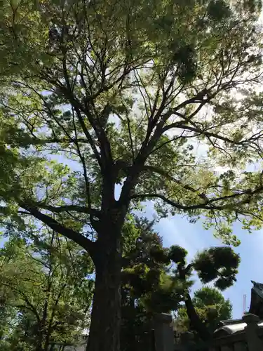 鬼子母神堂　(法明寺）の自然