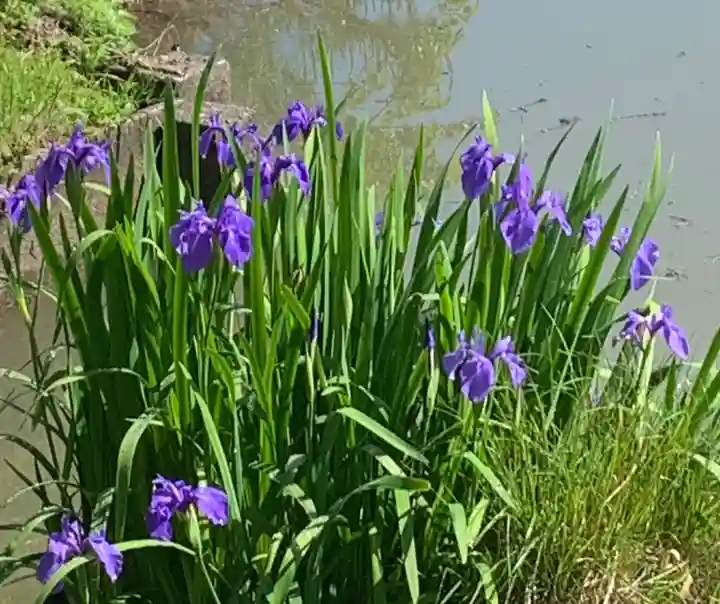 牟禮山観音禅寺の自然