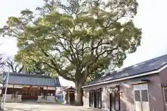 樟本神社の自然