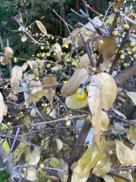 北野天神社の自然