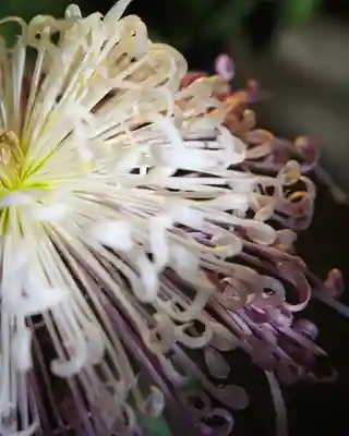 東京大神宮(東京都)