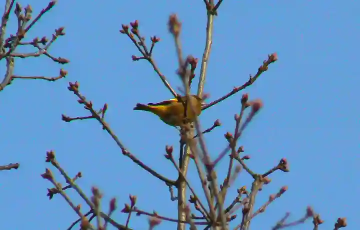 留辺蘂神社の動物