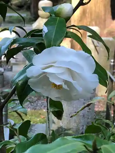 東慶寺の自然