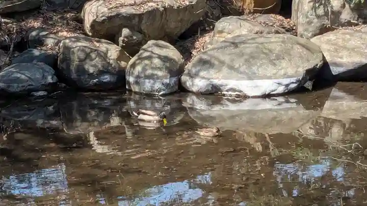 永山神社の動物