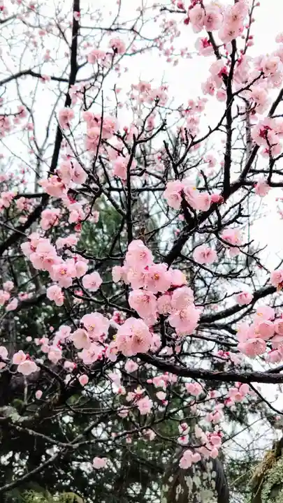 万九千社の自然