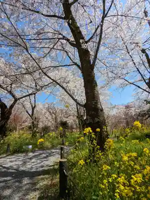 平野神社(京都府)