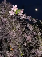 紫雲山 大泉寺の自然