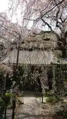 専称寺の本殿