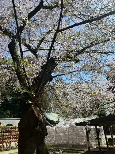 駒形神社の{uncategorized: "未分類", other: "その他", undefined: "問題あり", building: "その他建物", grave: "お墓", sacred_gate: "鳥居", guardian: "狛犬", statue: "像", buddha: "仏像", history: "歴史", nature: "自然", garden: "庭園", animal: "動物", pagoda: "塔", temizu: "手水舎", mountain_gate: "山門・神門", sanctuary: "本殿・本堂", subordinate: "末社・摂社", art: "芸術", scenery: "景色", jizo: "地蔵", ema: "絵馬", goshuin: "御朱印", omikuji: "おみくじ", items: "授与品その他", amulet: "お守り", goshuincho: "御朱印帳", eats: "食事", festival: "お祭り", votive_dance: "神楽", shichigosan: "七五三参", wedding: "結婚式", experience: "体験その他", initially: "初詣", around: "周辺", anti_infection: "感染症対策"}