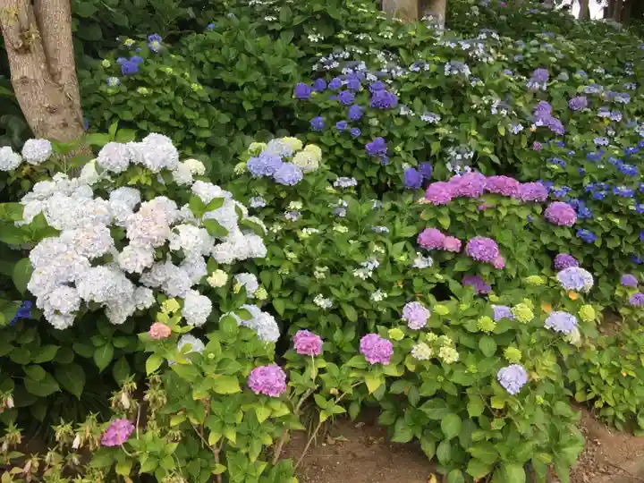 二本松寺の自然