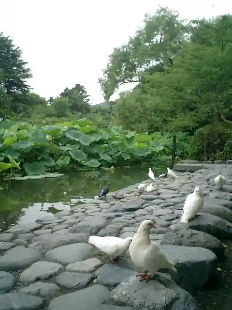 鶴岡八幡宮の動物