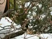 太宰府天満宮の{uncategorized: "未分類", other: "その他", undefined: "問題あり", building: "その他建物", grave: "お墓", sacred_gate: "鳥居", guardian: "狛犬", statue: "像", buddha: "仏像", history: "歴史", nature: "自然", garden: "庭園", animal: "動物", pagoda: "塔", temizu: "手水舎", mountain_gate: "山門・神門", sanctuary: "本殿・本堂", subordinate: "末社・摂社", art: "芸術", scenery: "景色", jizo: "地蔵", ema: "絵馬", goshuin: "御朱印", omikuji: "おみくじ", items: "授与品その他", amulet: "お守り", goshuincho: "御朱印帳", eats: "食事", festival: "お祭り", votive_dance: "神楽", shichigosan: "七五三参", wedding: "結婚式", experience: "体験その他", initially: "初詣", around: "周辺", anti_infection: "感染症対策"}