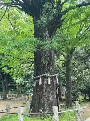 赤坂氷川神社(東京都)