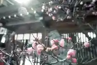 櫛田神社の自然