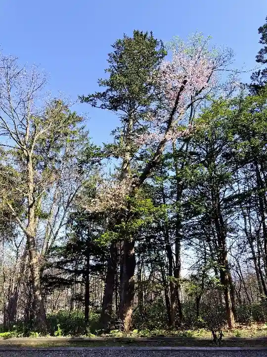 上川神社の自然